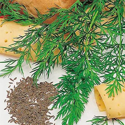 Caraway Seeds, Herb, 100 Seeds, Non GMO, You Can Use Seeds, Plant and Roots on This Herb