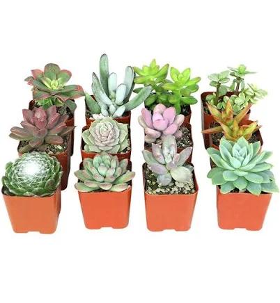 Element Succulent Live Plants