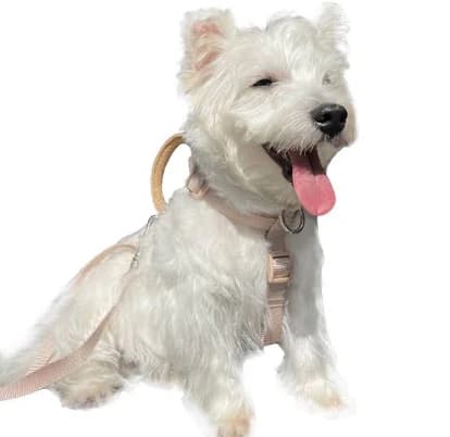 DFPET No- Pull Front Clip Padded Handle Adjustable Dog Harness