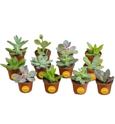 Mini Unique Indoor Succulent Plants