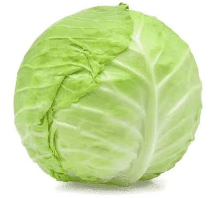 Fresh Green Cabbage