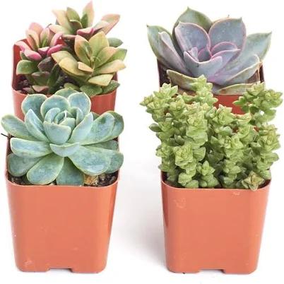 Shop Succulents Mini Succulent Plant Pack Collection