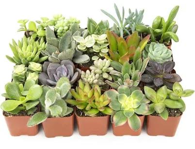 Live Succulent Plants 20 Pack