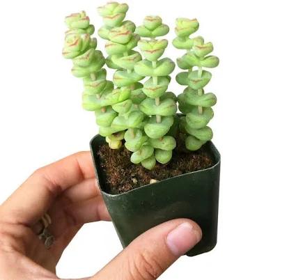 Succulents Box Crassula Baby Necklace Plant