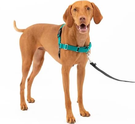Dog Harness PetSafe Easy Walk