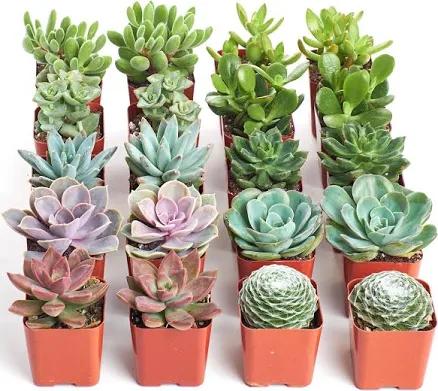 Shop Succulents Unique Succulent Plant Pack