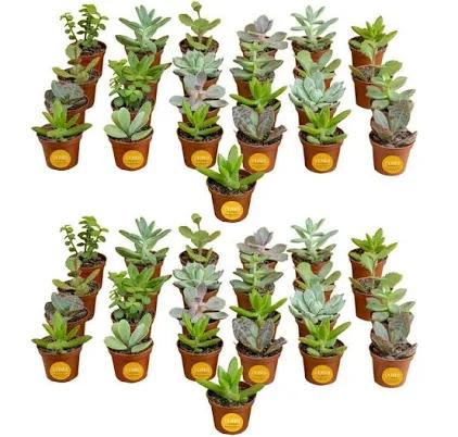 Grower's Pot Mini Succulent Plants