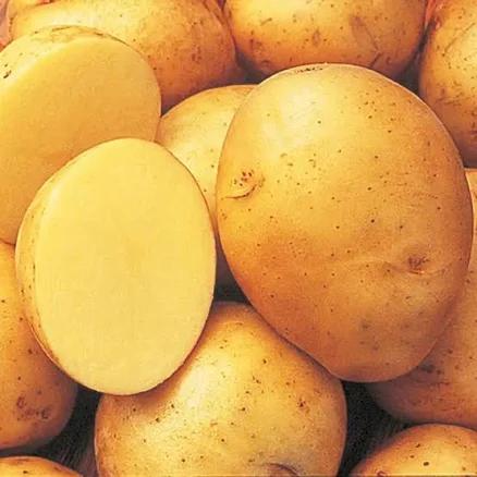 Gurney's Yukon Gold Seed Potato Package