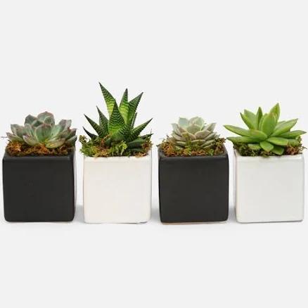 Four of A Kind Mini Succulents Cacti and Delivery Nyc Flower