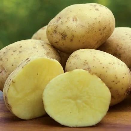 Shop Burpee Yukon Gold Potato 10 Tubers