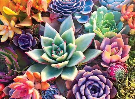 Buffalo Games Simple Succulent Jigsaw Puzzle