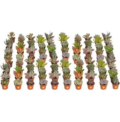 Costa Farms Grower's Choice Succulents