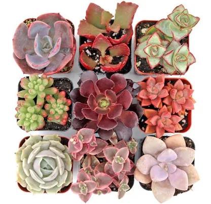 Sweetheart Succulent Set of 9 Types - 2in Pots | MountainCrestGardens