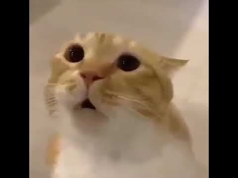 moo cat is moo
