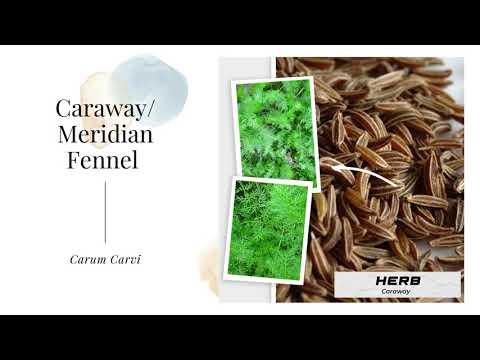 Caraway Seeds Meridian Fennel Persian Cumin Carum Carvi Herb Organic Open Pollinated Heirloom USA