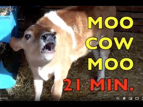 MOO COW MOO  / authentic sounds  (21 MIN.)   FARM ANIMALS /  Babies, Toddlers, Preschool, K-3