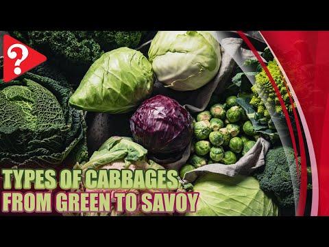 Types of Cabbages From Green to Savoy