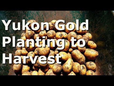 Yukon Gold Potatoes - Planting to Harvest