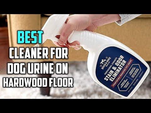 Best Cleaner for Dog Urine on Hardwood Floor in 2023 - Top 5 Review and Buying Guide