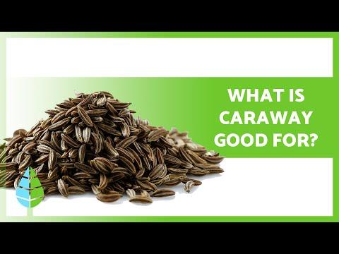 BENEFITS of Caraway ✅ (Properties, How to Take it and Contraindications)