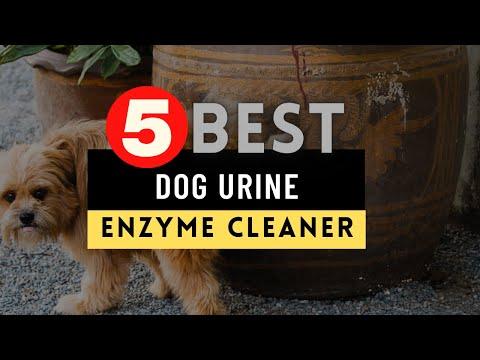 Best Dog Urine Enzyme Cleaner 2025 [UPDATED] 🔶 Top 5 Dog Urine Enzyme Cleaner Reviews