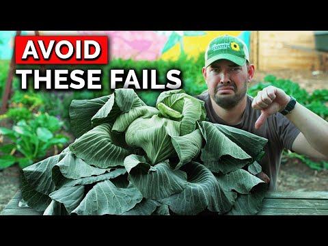 5 Cabbage Growing Mistakes to AVOID