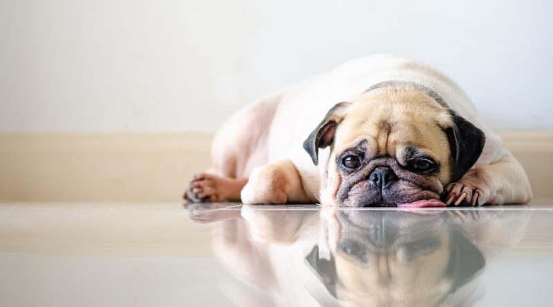 bored-pug-lying-on-shiny-floor