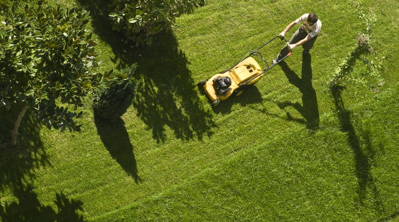 bird's-eye-view-of-person-pushing-yellow-lawnmower-on-green-lawn-near-tree