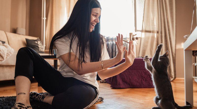 Female cat owner entertaining her cat at home using an automatic interactive laser cat toy.