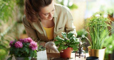 Woman gardening at home and arranging a plant in a spring planter.