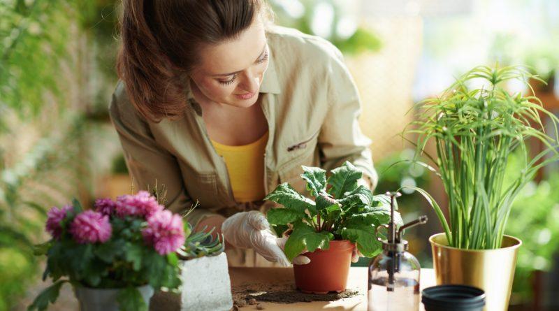 Woman gardening at home and arranging a plant in a spring planter.