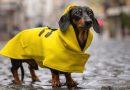 The Best Jackets and Raincoats for Dogs
